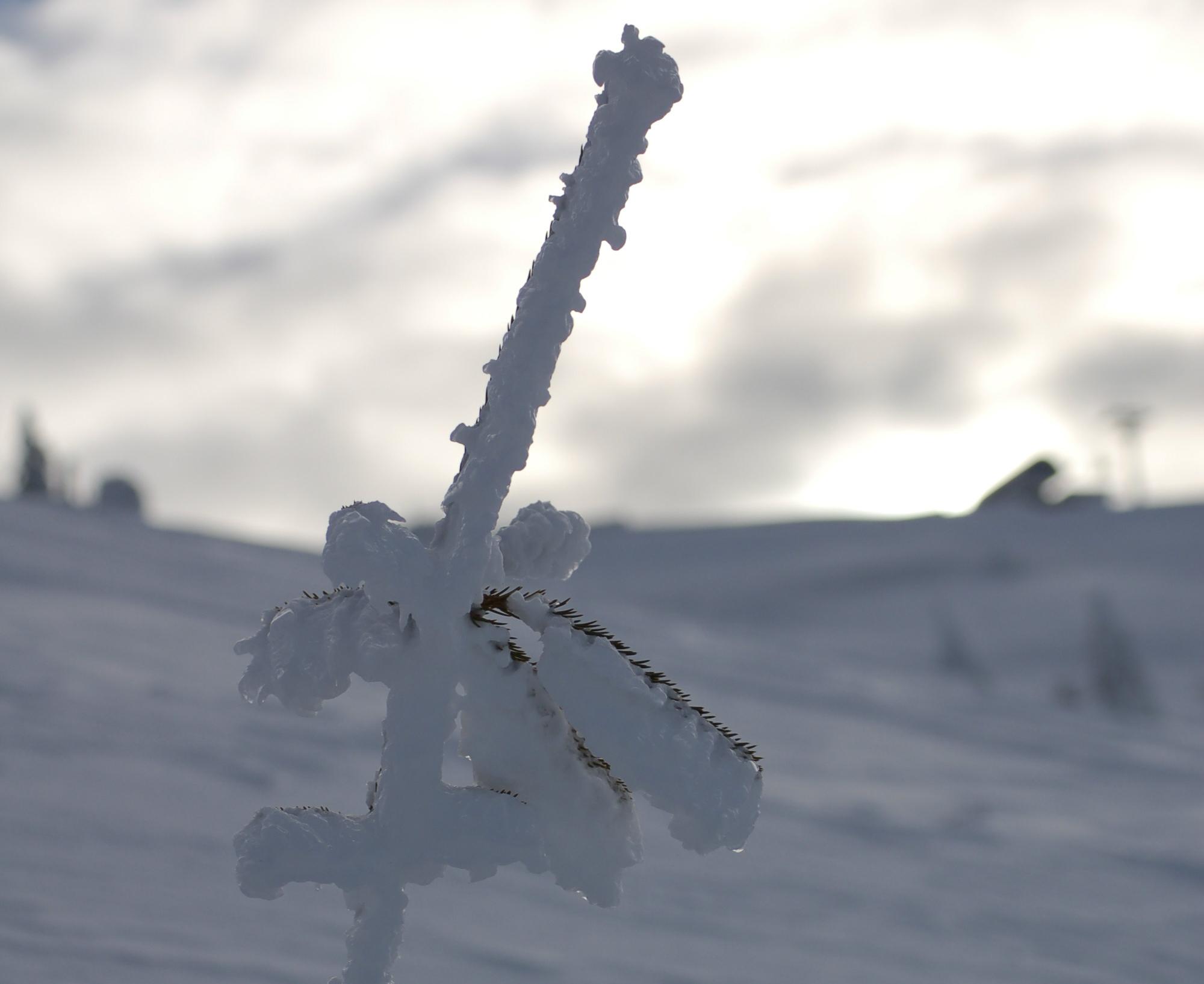 Kitzbühel - Freeride Camp for Experts (min. 3 pax)