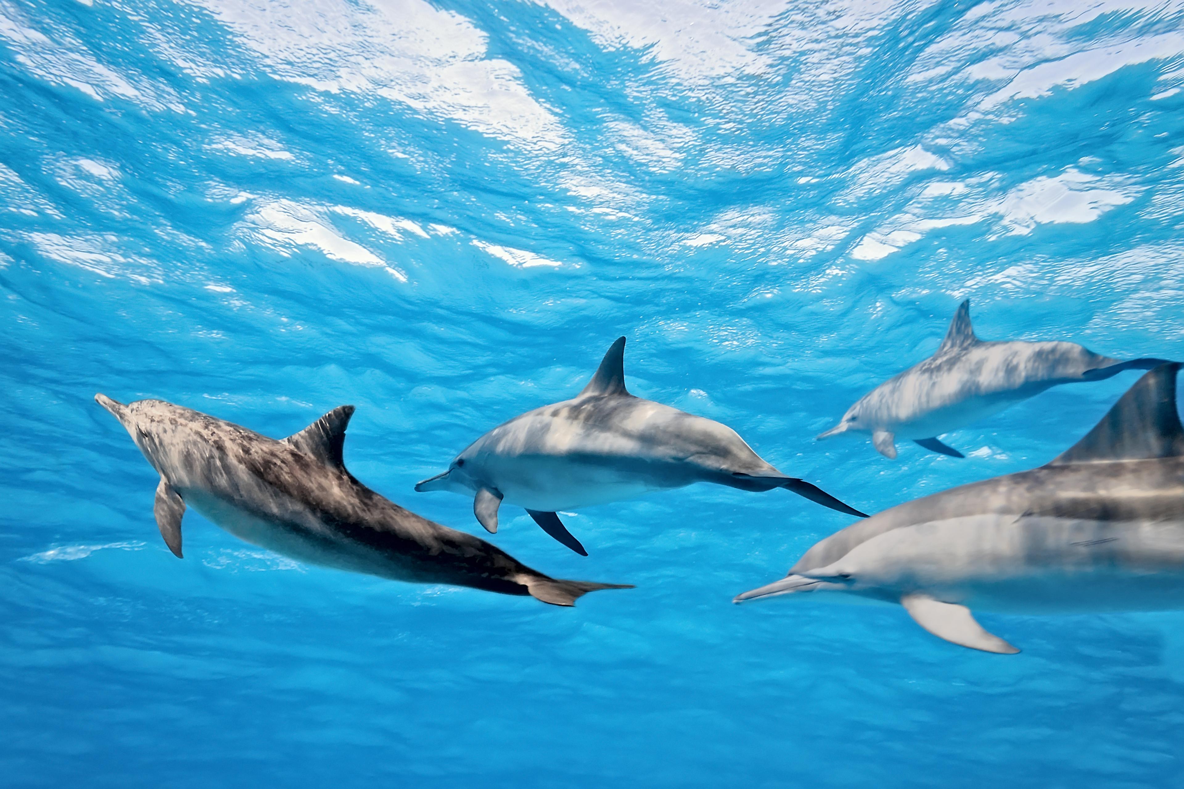 ▷ Paseos en barco con avistamiento de delfines en Costa del Sol: 23 Ofertas  con los mejores precios 2026 - CheckYeti